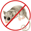 Possum Removal Taylors Lakes